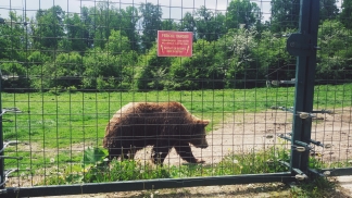 Libearty Bear Sanctuary Zărnești